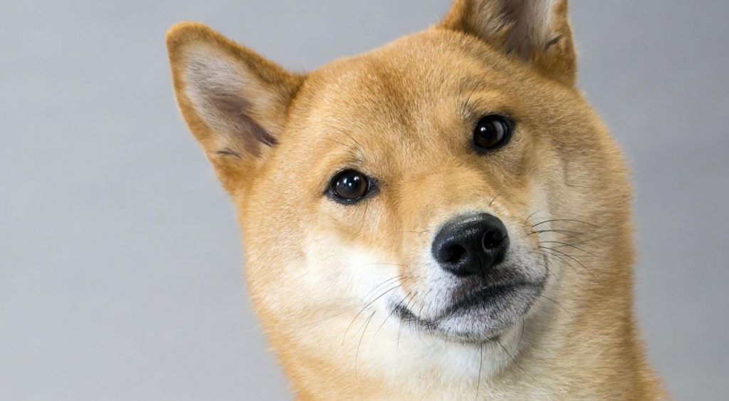 Como fã assídua do Dogecoin, imploro que façam alguma coisa, não deixem o Doginho morrer, pls!