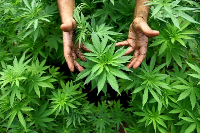 A empresa americana India Globalization Capital ofereceu garantir a identidade e origem da maconha medicinal utilizando a tecnologia de registro distribuído.